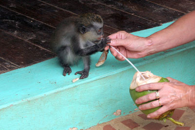 Hamilton Holiday Houses: Two Bays Villa and Studios, Grenada, The Caribbean 