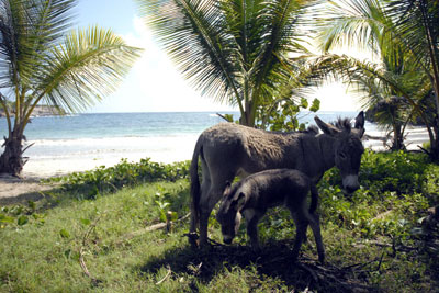 Hamilton Holiday Houses: Two Bays Villa and Studios, Grenada, The Caribbean 