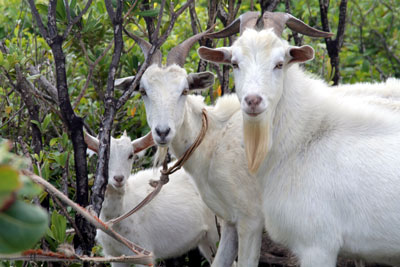 Hamilton Holiday Houses: Two Bays Villa and Studios, Grenada, The Caribbean 